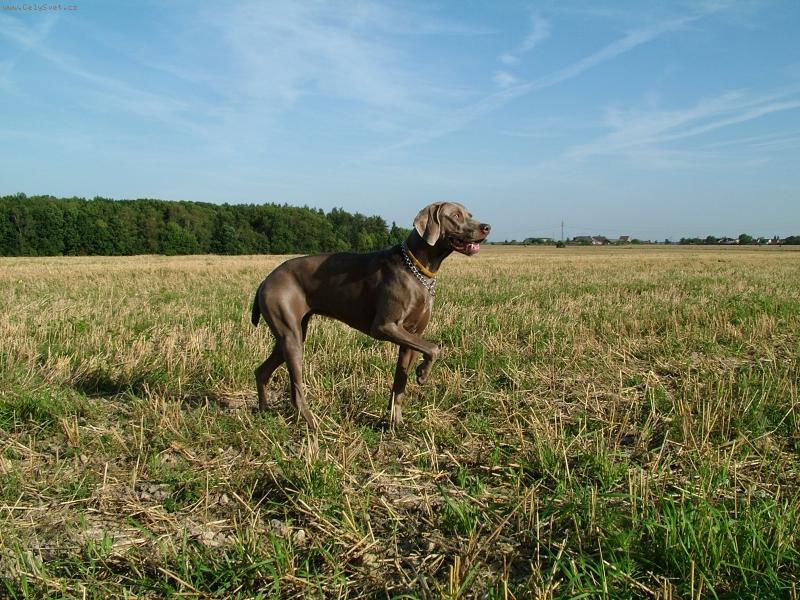 Foto: Ambra od Voka�ovsk�ho rybn�ka