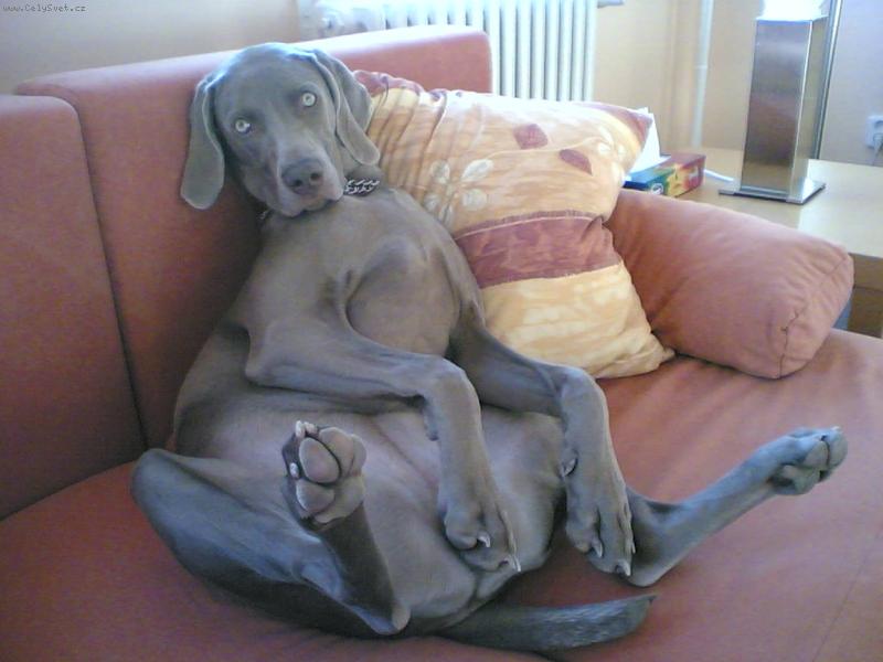 Foto: Ambra od Voka�ovsk�ho rybn�ka