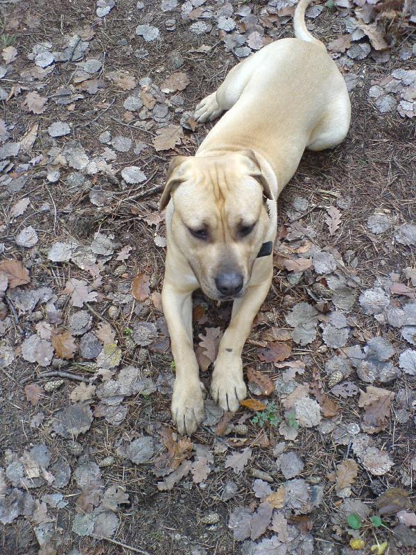 Foto: Kan�rsk� doga-Rony 9 m�s�c�