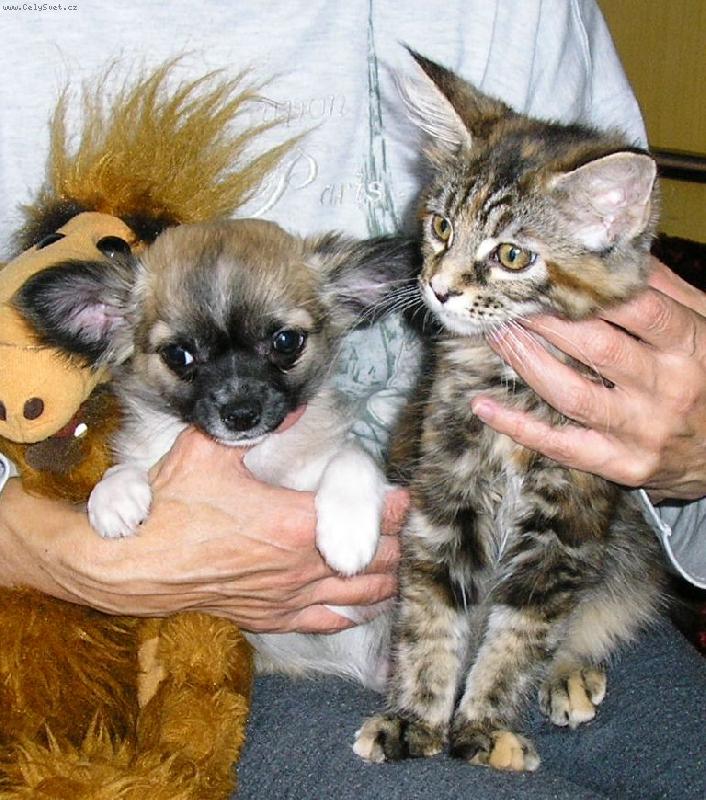 Foto: jako ko�ka a pes