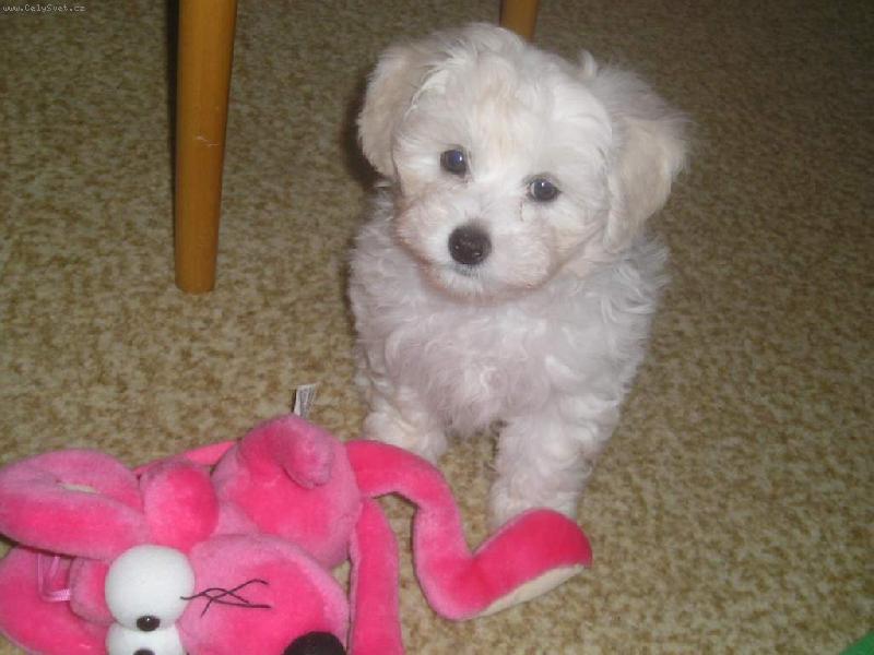 Foto: Tom�a-Tom�k s my�ic�