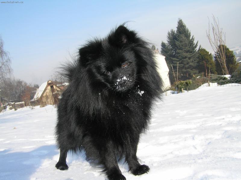 Foto: Andy od Ov�� babi�ky-Jack-Jack