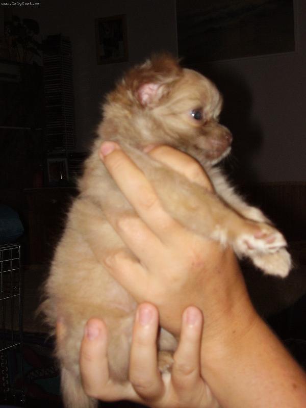 Foto: Plze�a�ka Cathy