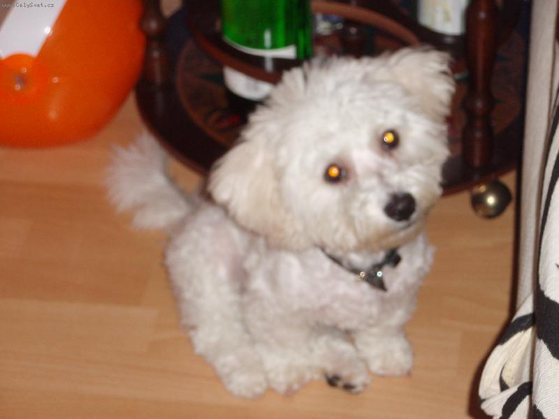 Foto: mufik ostrihanej