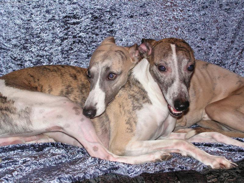 Foto: whippeti-Badalucco Petula-Vera a Nathan z �plnku