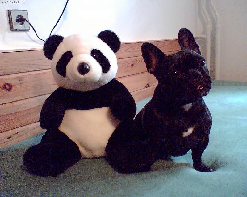 Foto: B�ra-rok a 10 m�s�c�-Kter� hra�ka je hez��