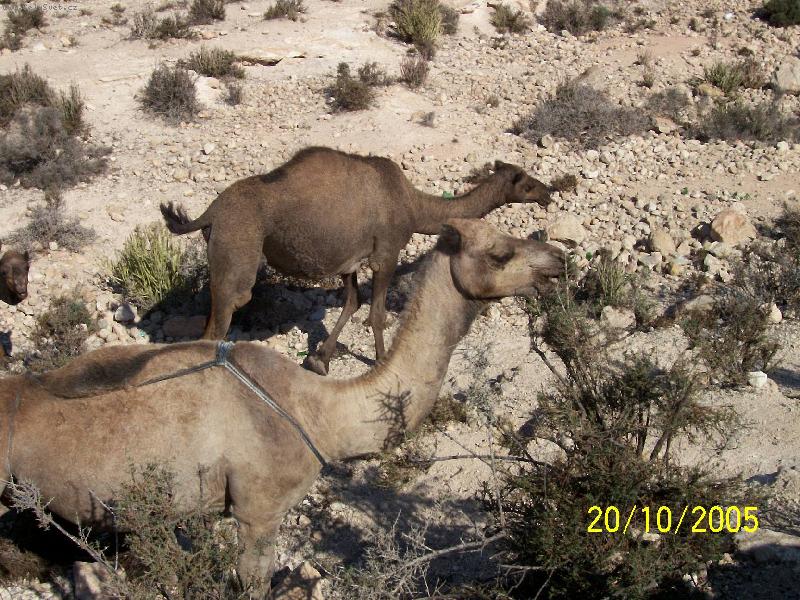 Foto: Velbloudi-pasouc� se st�do velbloud� na kopci nad Agadirem