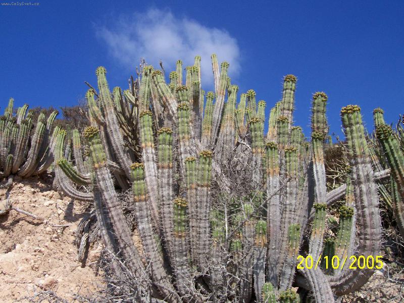Foto: Hust� porost kaktus�-Na kopci nad Agadirem je hojnost kaktus�