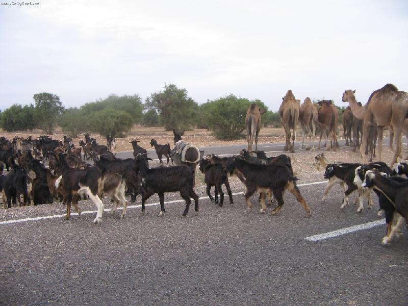 Foto: St�do koz a velbloud�-Nom�di �enou st�da i p�es �ty�proudou silnici u Agadiru