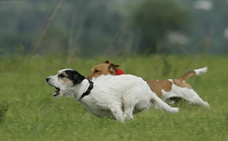 Foto: Joker+Aj�a-Zrovna jsou v nejlep��m-hon� st�apec na coursingu, co� je ohromn� bav�.