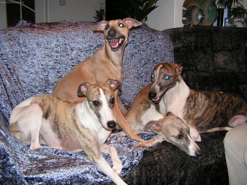 Foto: whippeti-kamar�di ze 4 r�zn�ch chov.stanic