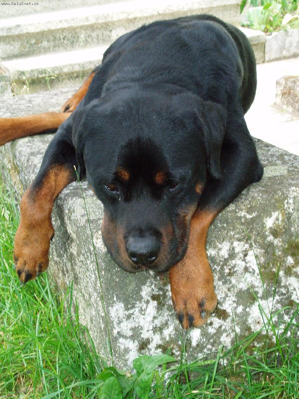 Foto: kuk i malej k�men sta�� pro odpo�inek-hajinky te� se budu v�let