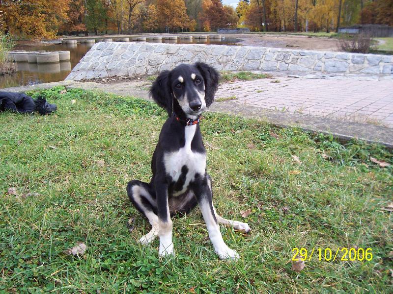 Foto: Mir�ja z Farzistanu