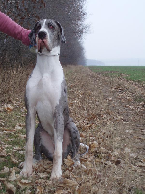 Foto: Bosanka-Slu�� mi to????:-)