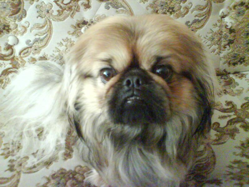 Foto: Max�k-tady bydl�m j�