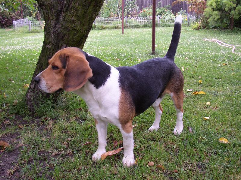 Foto: D�ne�ek :)-Pro m� ten nejkr�sn�j�� b�gli�ek :))