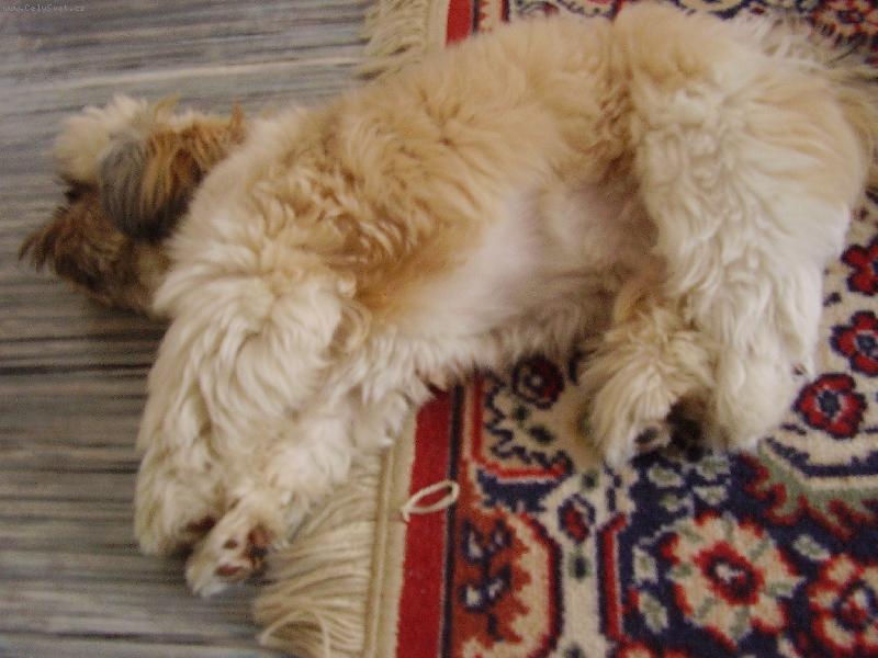 Foto: Bad�sek-co m� po��d fot�te????!!!!