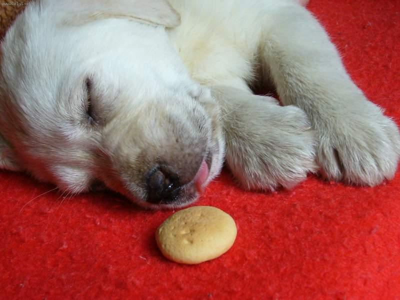 Foto: Sen o pi�kotku .-Sen o pi�kotku .