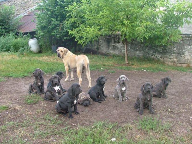 Foto: Uriah-mama Uriah se svymi 2.5 mesice starymi stenaty