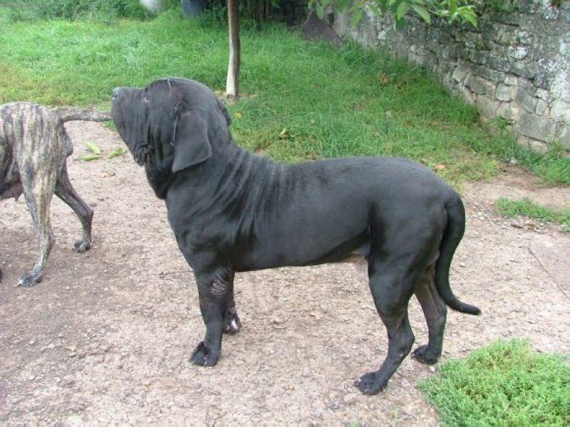 Foto: Manolito-Manolito je cerny statny, stredne velky pes, velice ostrazity