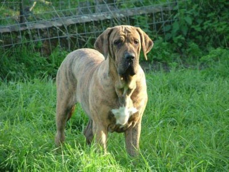 Foto: Abia-Abia 20 ti mesicni fena, zihana, velice neduveriva