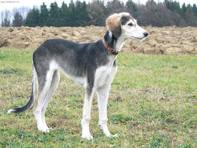 Foto: Aischaja Yrtep 4 a p�l m�s�ce