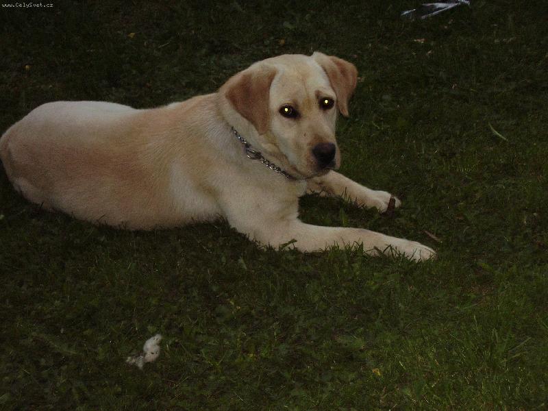 Foto: kuk-To ja na�e Cindi. Je j� 1 rok je to velmi neposedn� pes ale tak� je docela hodn� a� na n�kter� �lety!!!!!