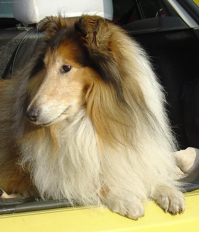 Foto: Voodoo�s Vow ze Zlat� Jalny (*1996)-Inter�ampion - �esk�, Slovensk�, Poslk�, Rakousk� a N�meck� (VDH) �ampion