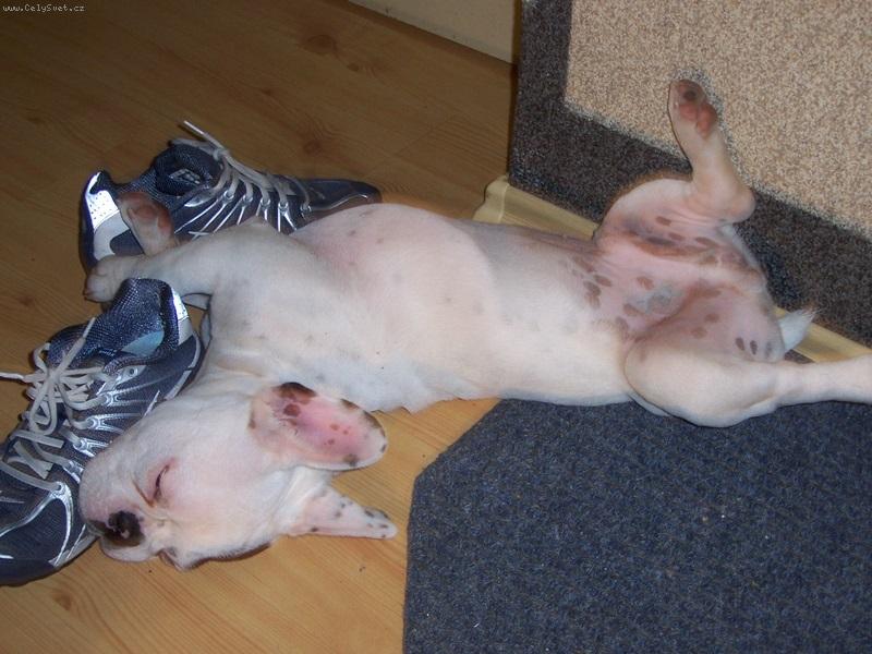 Foto: adar-toje kus ta fena!