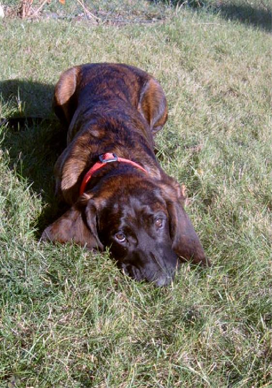 Foto: Car z Prokopsk� h�jenky-�t�n� hannoversk�ho barv��e- 5 m�s�c�