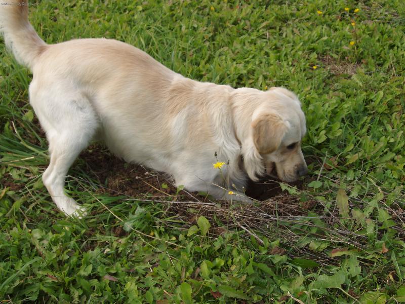 Foto: kde se� ty jedna mal� �ediv� potvoro?!?-.....jen po�kej a� t� sn�m!