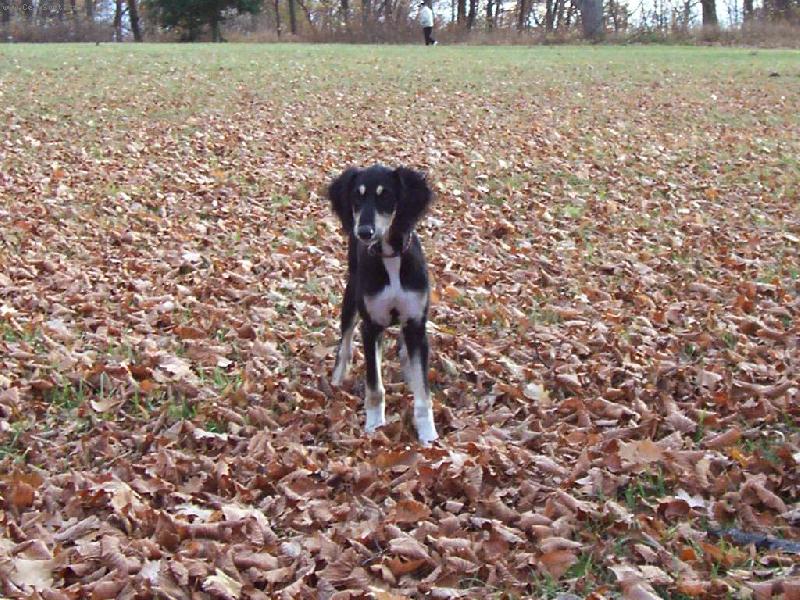 Foto: Mir�ja z Farzist�nu alias Sheila