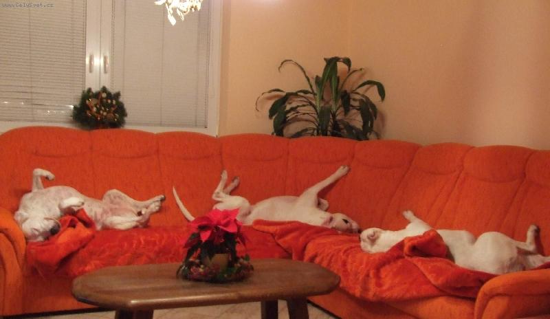 Foto: �t�dr� ve�er 2006-Argentinky z chov.st. Charismatic o �t�dr�m ve�eru