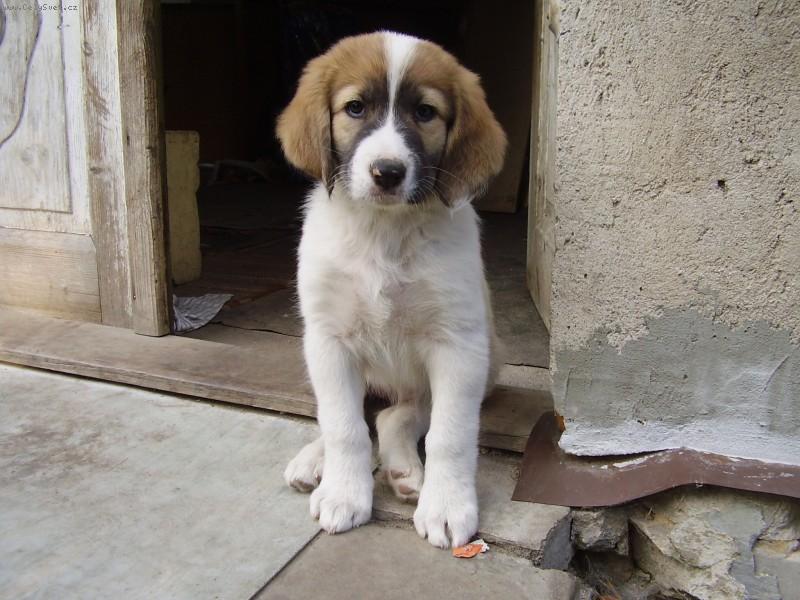 Foto: Bo�enka-chov. st. Star� l�ska