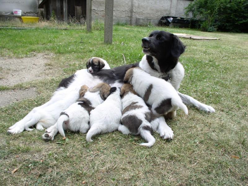 Foto: Francis Netolick� obora