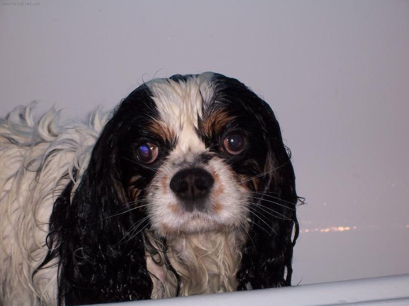 Foto: Benou�ek-Pr�v� m� vykoupali...