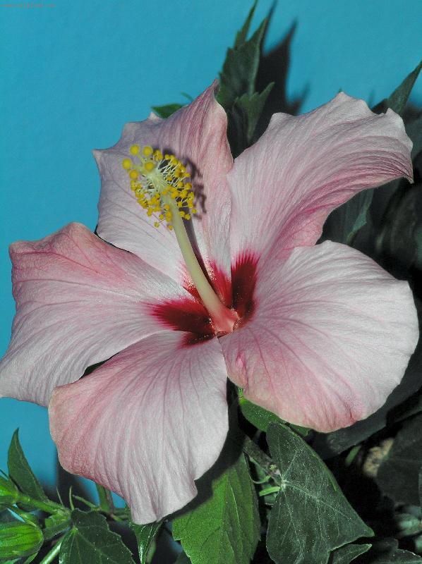 Foto: IBI�EK ��NSK�