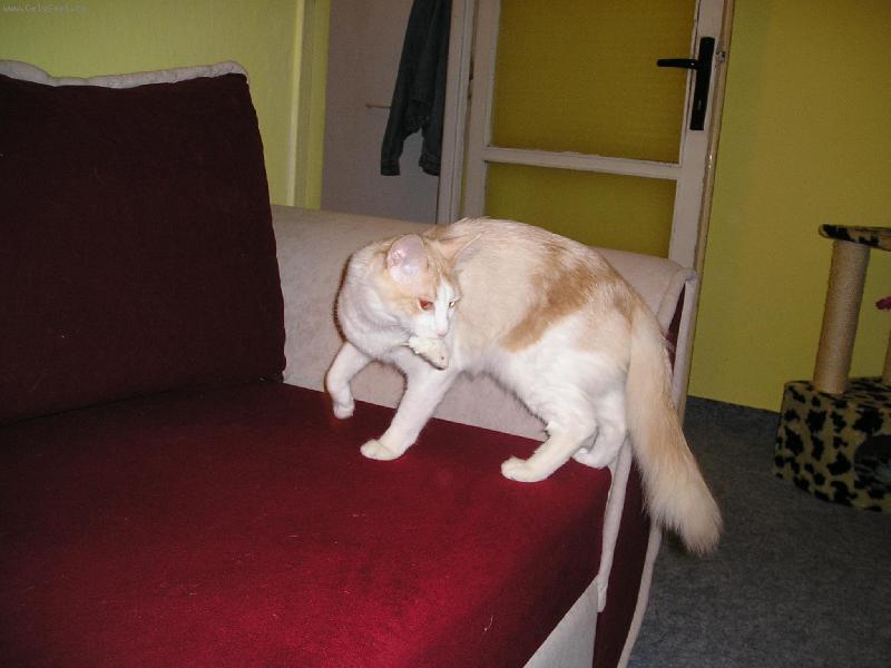 Foto: Turecka angora