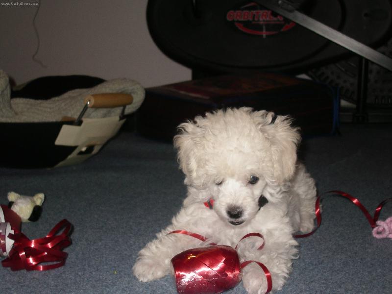 Foto: V�noce-Kejsinka pom�hala balit d�rky...