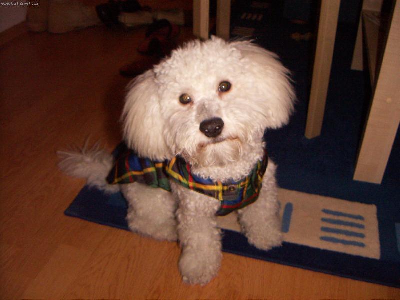 Foto: Denny-Denny v nov� zimn� vesti�ce