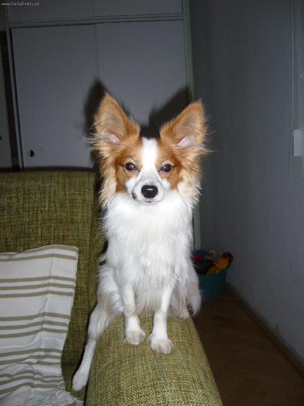 Foto: ABRAXAS JIRAVA-D�v�m se na Popelku