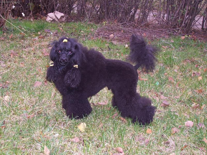 Foto: Camaro Snoopy Merry World-tr�nuji na v�stavu