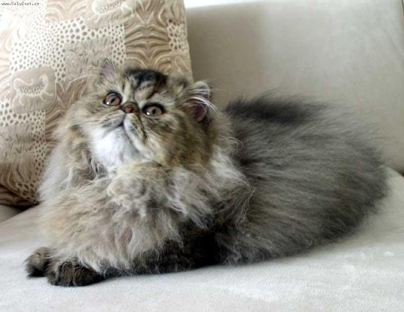 Foto: Xantypa R�mu-Martin-Xanti - na�e mourat� �t�st�