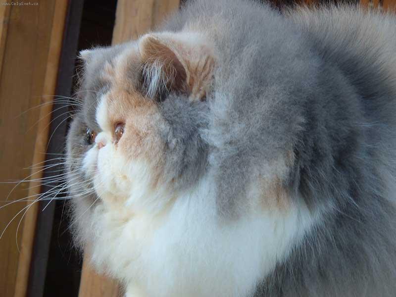 Foto: Wata Gashi R�mu-Martin-Wati�ka je cukrov� panenka