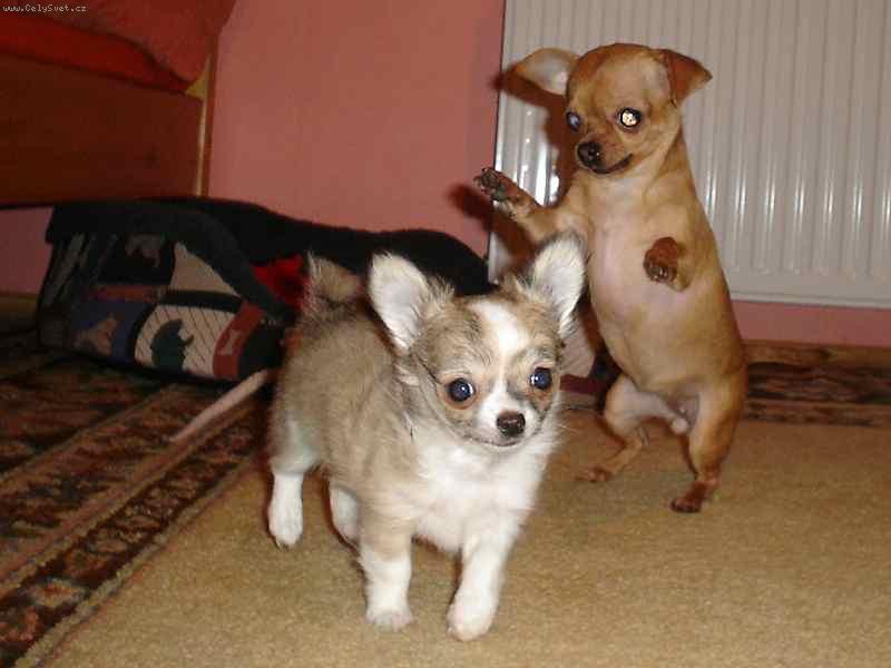 Foto: El� hop!!!-�sp�n� skok do roku 2007 p�eje G�binka a Ad��ek.