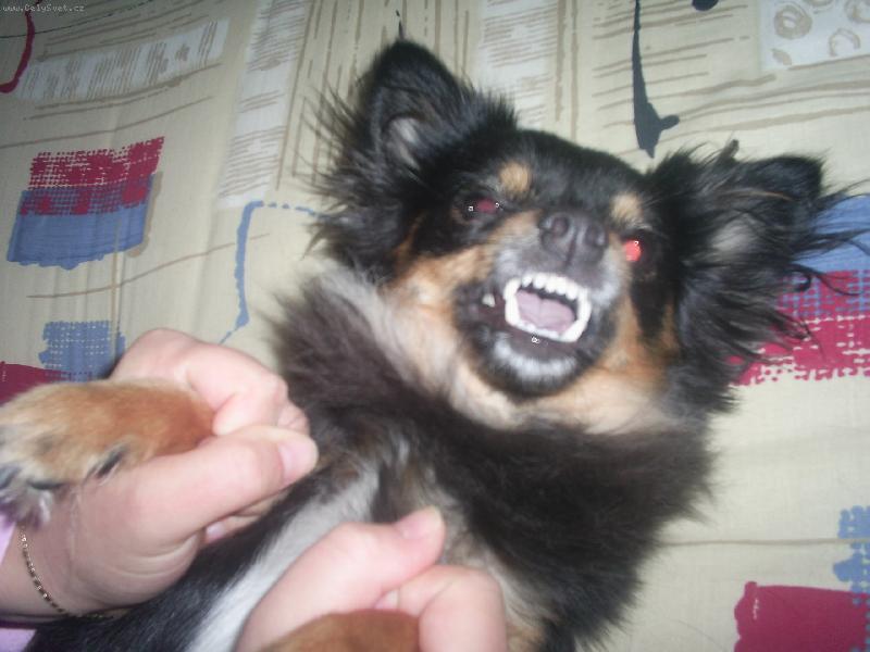 Foto: Besinka-U� m� nelechtejte!