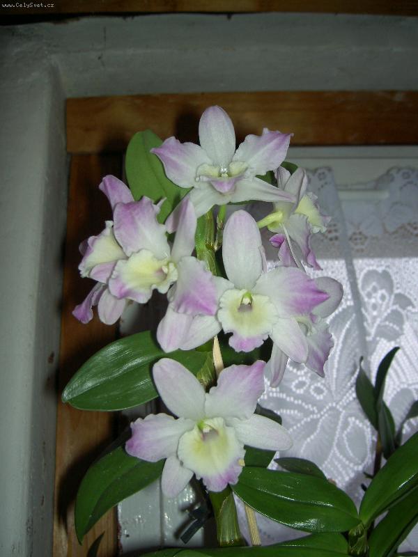 Foto: Orchidej