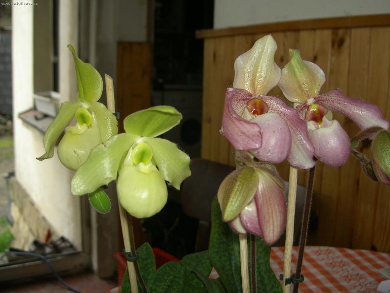 Foto: st�evi�n�k