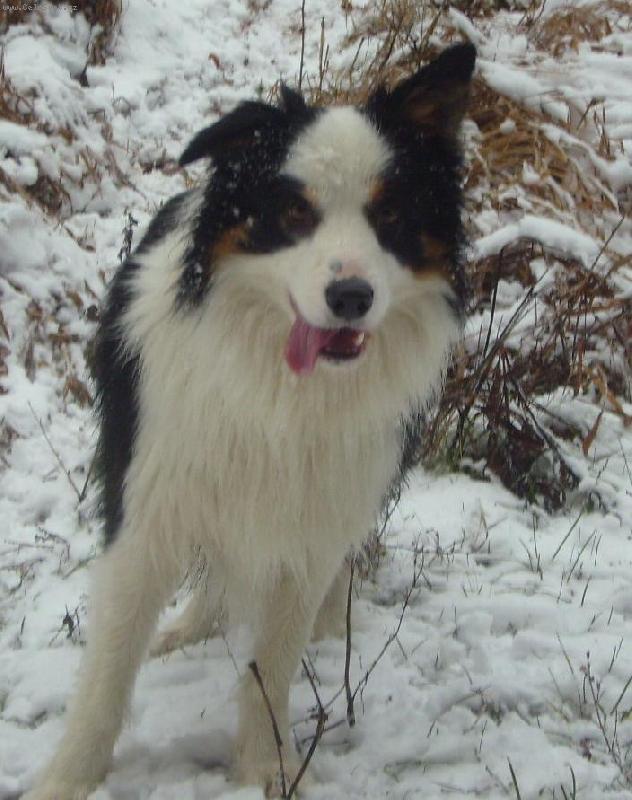 Foto: Kone�n� sn�h-1.proch�zka va sn�hu :)