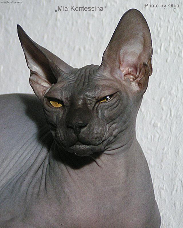 Foto: Mia Kontessina Honeyluna-Don Sphynx female, 6 Mon.